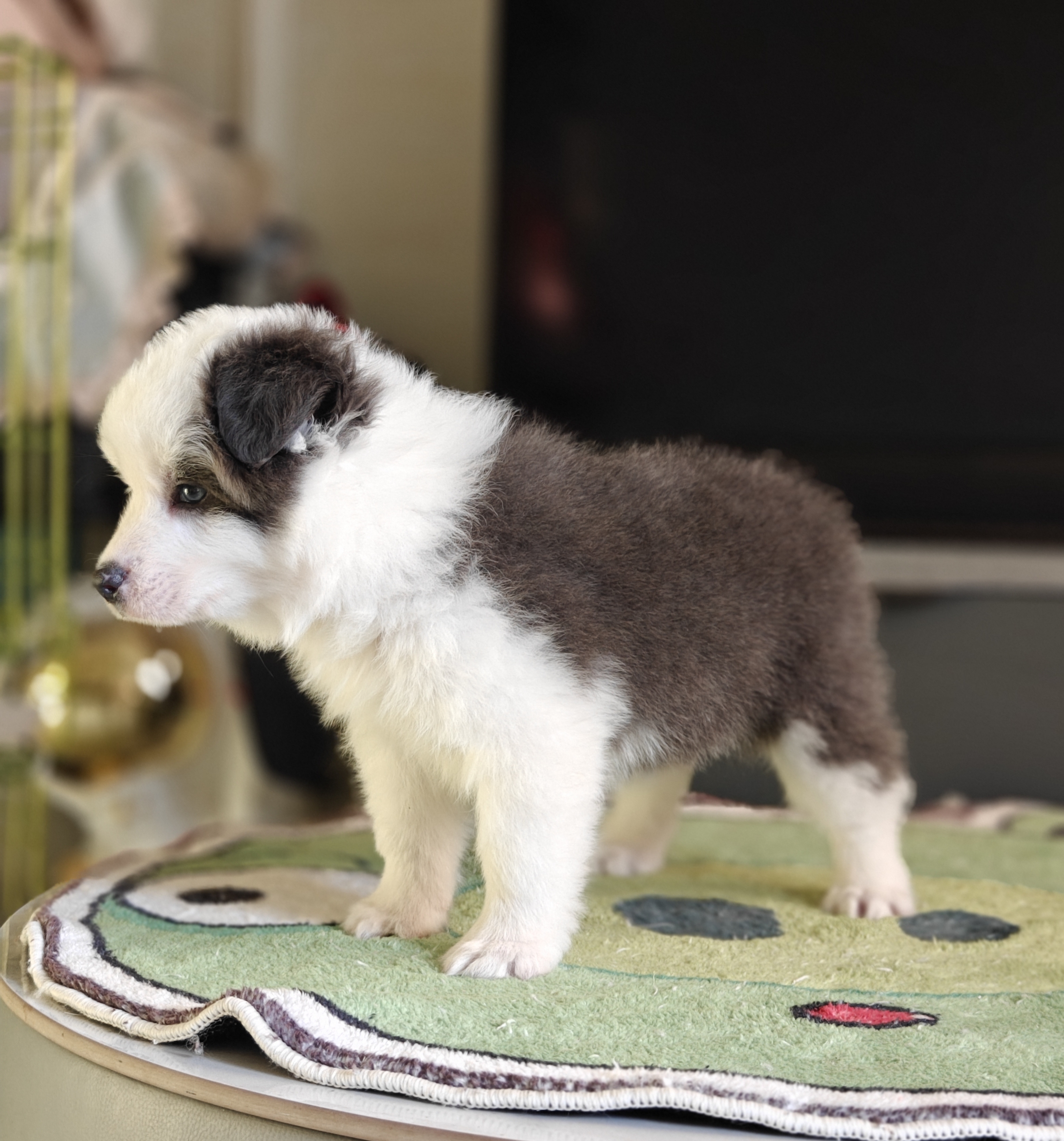 纯种高品质大骨量大毛量蓝白弟弟